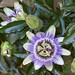 Photo: Blue Passionflower