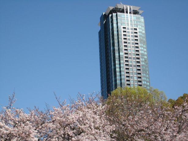 今日はめっちゃいい天気、近所の桜も満開！