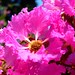 LYTHRACEAE 千屈菜科 - Flower of Queen Crape Myrtle (Lagerstroemia speciosa)