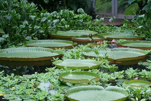 20090919 Edinburgh 20 Royal Botanic Garden 131