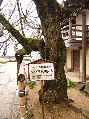 櫻花指標樹