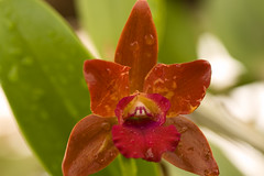 Red orchid close-up, Orchid garden in Funchal