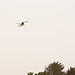 Tracking of a seagull flying in the sand storm