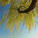 Weeping Willow Branch by Scottwdw