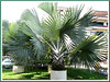 Bismarckia nobilis (Bismarck Palm, Bismark Palm)