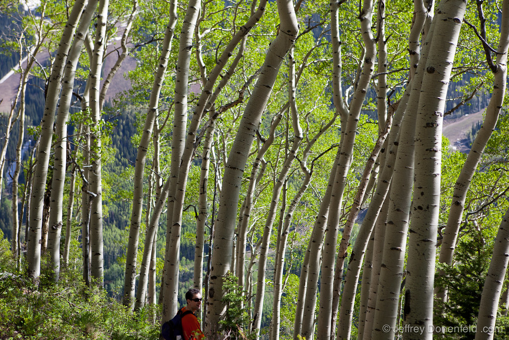 Theo in the aspens
