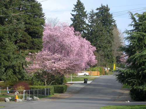 Spring in the 'hood