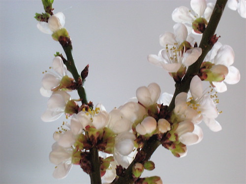 primavera, 27.03.010, 6