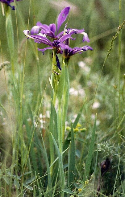 Iris spuria image