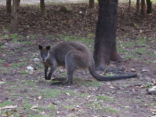 Kangaroo Love (by Simbel_myne)