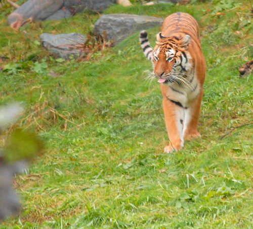 Siberian tiger (Panthera tigris altaica)