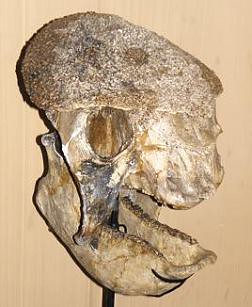 skull of Prehistoric Glyptodont (Doedicurus sp.) ...... GLIPTODONTE DOEDICURO ~ Original = (2976 x 3617)
