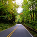 Road from Franklin to Cashiers, N.C.  Through Nantahala Forest.
