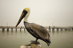 Eastern Brown Pelican