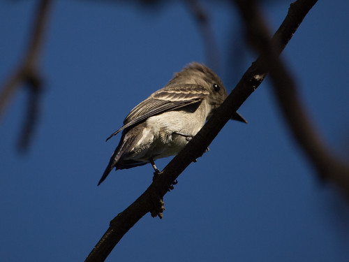 Western Wood-Pewee • <a style="font-size:0.8em;" href="http://www.flickr.com/photos/59465790@N04/9606509496/" target="_blank">View on Flickr</a>