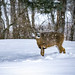 Deer in Snow • <a style="font-size:0.8em;" href="http://www.flickr.com/photos/124671209@N02/33876553805/" target="_blank">View on Flickr</a>