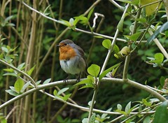 robin in the hedge