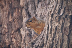 311/365/3233 (April 18, 2017) - Squirrels in Ann Arbor at the University of Michigan (April 18th, 2017)