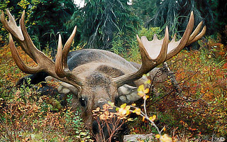 Alaska Moose and Bear Hunt - Dillingham42
