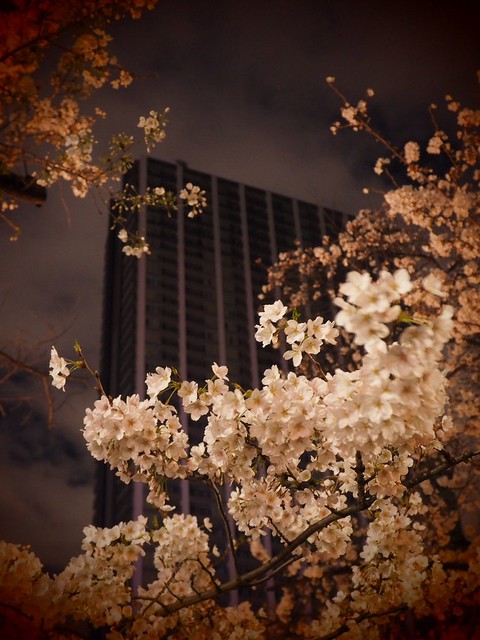 夜桜がとても綺麗だったのでマンションをバ...