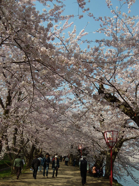 桜のトンネルです。｜弘前公園