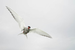 Artic Tern on the attack in Farne Islands • <a style="font-size:0.8em;" href="https://www.flickr.com/photos/21540187@N07/9232110190/" target="_blank">View on Flickr</a>