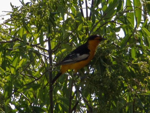 Bullock's Oriole • <a style="font-size:0.8em;" href="http://www.flickr.com/photos/59465790@N04/9603272825/" target="_blank">View on Flickr</a>