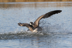Canada Goose defends its territory