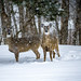 Pair of Deer in Snow • <a style="font-size:0.8em;" href="http://www.flickr.com/photos/124671209@N02/33032587564/" target="_blank">View on Flickr</a>