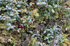 Anglų lietuvių žodynas. Žodis cranberry bush reiškia spanguolių bush lietuviškai.