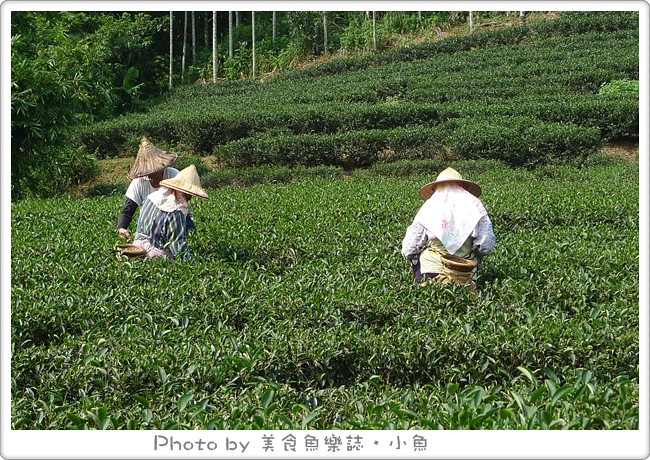 【新北三峽】農業好伴手，旅遊袋著走(下)~三峽茶鄉