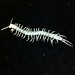 Articulated Centipede (Jizai Okimono) by Mitsuta Haruo