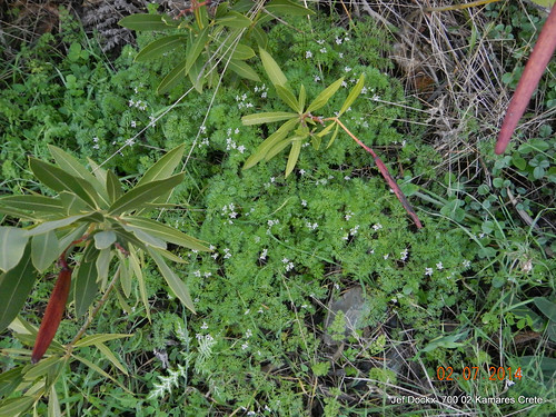 Scandix australis L.