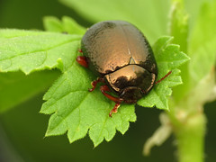 Bronze Leafbeetle
