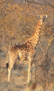 Zimbabwe Hunting Safari 44