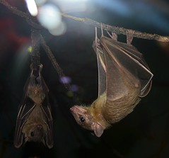 Short-tailed Fruit Bats Hanging Out