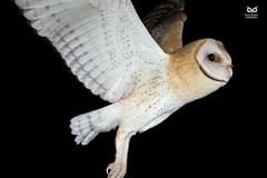 Coruja-das-torres, Barn Owl (Tyto alba)