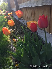 April 13, 2017 - Beautiful spring flowers in Thornton. (Mary Lindow)