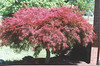 Weeping Japanese Maple • <a style="font-size:0.8em;" href="http://www.flickr.com/photos/101656099@N05/9837656235/" target="_blank">View on Flickr</a>