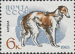 Anglų lietuvių žodynas. Žodis greyhound reiškia n kurtas (šuo) lietuviškai.