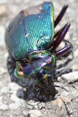 Colourful beetle • <a style="font-size:0.8em;" href="http://www.flickr.com/photos/27717602@N03/9209776739/" target="_blank">View on Flickr</a>