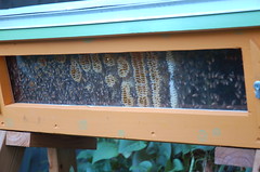 Bee Hive at Tomme & Dale's <a style="margin-left:10px; font-size:0.8em;" href="http://www.flickr.com/photos/91915217@N00/12450290613/" target="_blank">@flickr</a>