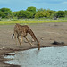 Giraffe at the Waterhole - Etosha Game Reserve, Namibia