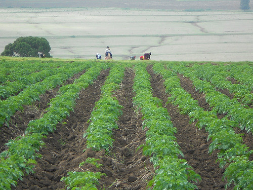 women at end of seed potato field in Molo region