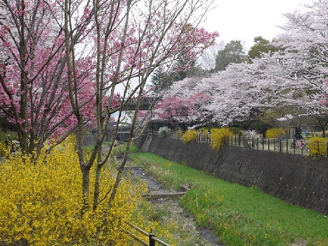 昭和記念公園の桜を見て来ました。春ですね...
