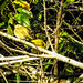 Pássaros do Parque Estadual Acaraí • <a style="font-size:0.8em;" href="http://www.flickr.com/photos/39546249@N07/9379826522/" target="_blank">View on Flickr</a>
