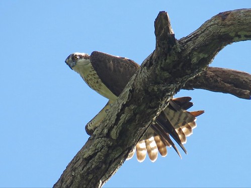 Águila Pescadora en Puerto Viejo