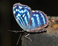 Anglų lietuvių žodynas. Žodis bluewing reiškia <li>Bluewing</li> lietuviškai.