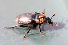 nicrophorus humator - sexton beetle