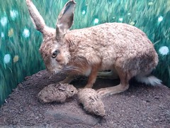 Anglų lietuvių žodynas. Žodis bunny rabbit reiškia bunny triušiai lietuviškai.